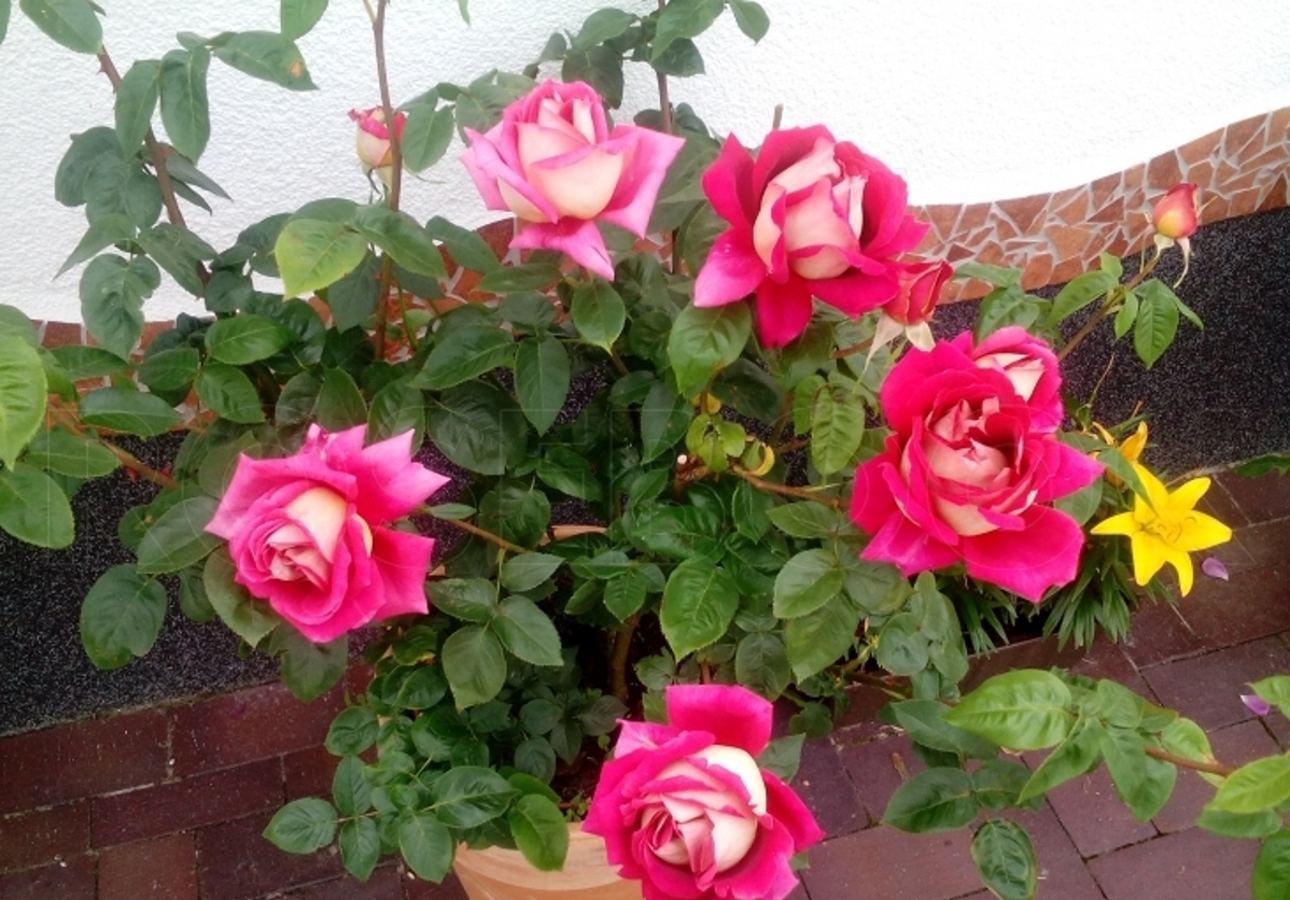 Роза чайно-гибридная Кроненбург 1 шт